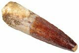 Fossil Spinosaurus Tooth - Real Dinosaur Tooth #348619-1